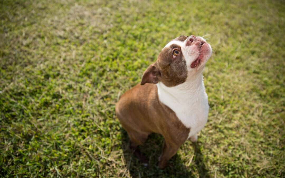 Bark, bark, bark! How is a person supposed to work?