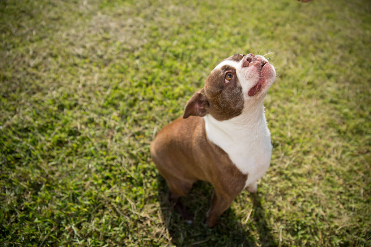 Bark, bark, bark! How is a person supposed to work?