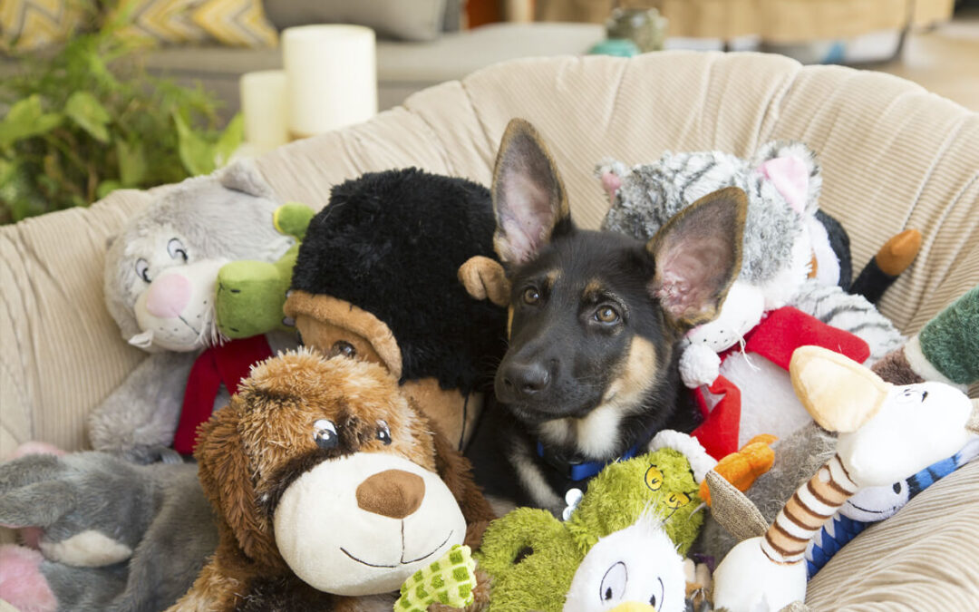 Making life more interesting for your canine friend: Enrichment toys