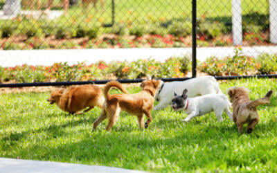 The pluses and minuses of dog parks: are they right for my dog and me?