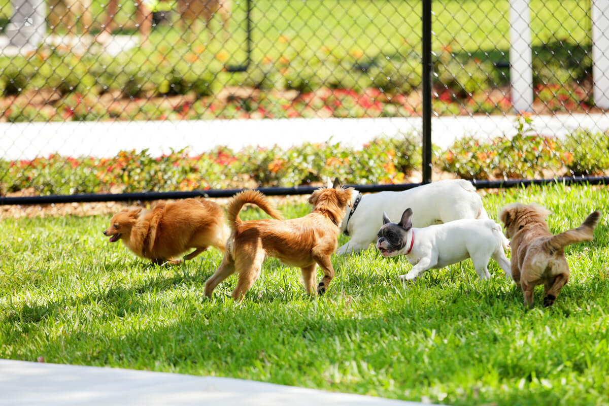 The pluses and minuses of dog parks: are they right for my dog and me?