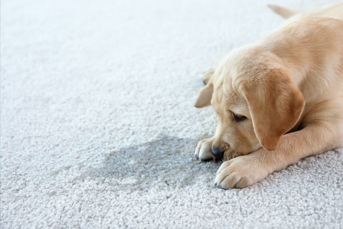 Why am I coming home to urine or stool on the floor?