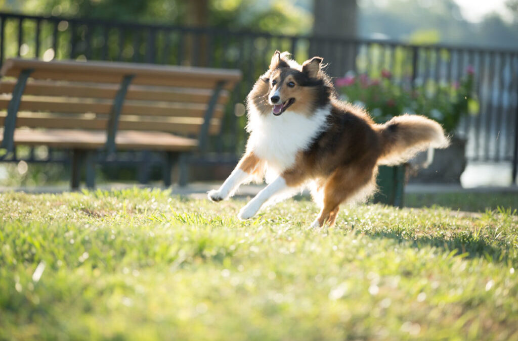 Pandemics change pets, too