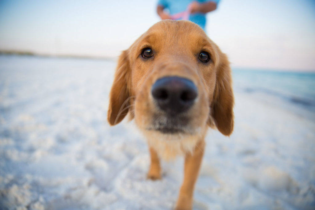 Do I really need to set expectations for my pet?