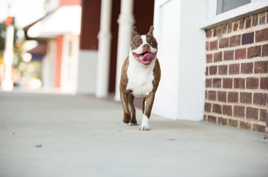 Working from home is still work; how to make time for your pet?