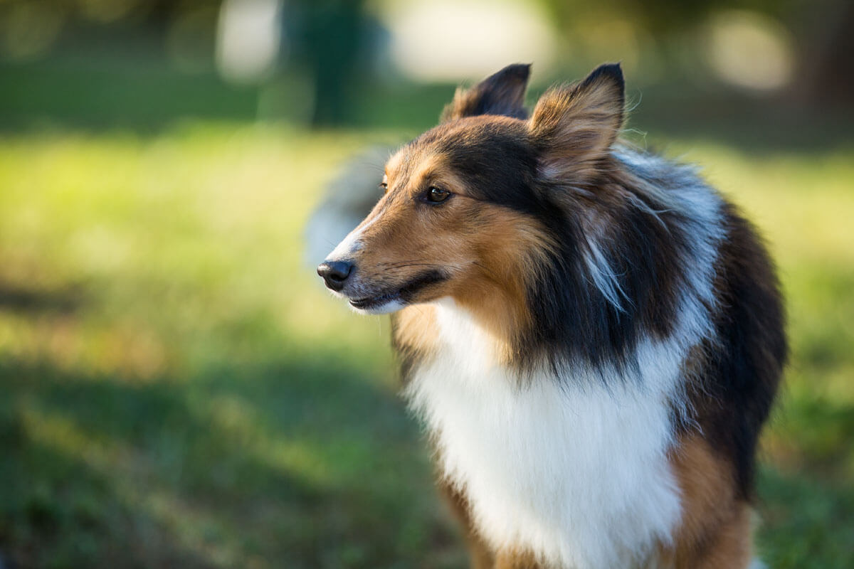 Breaking Down the Bark