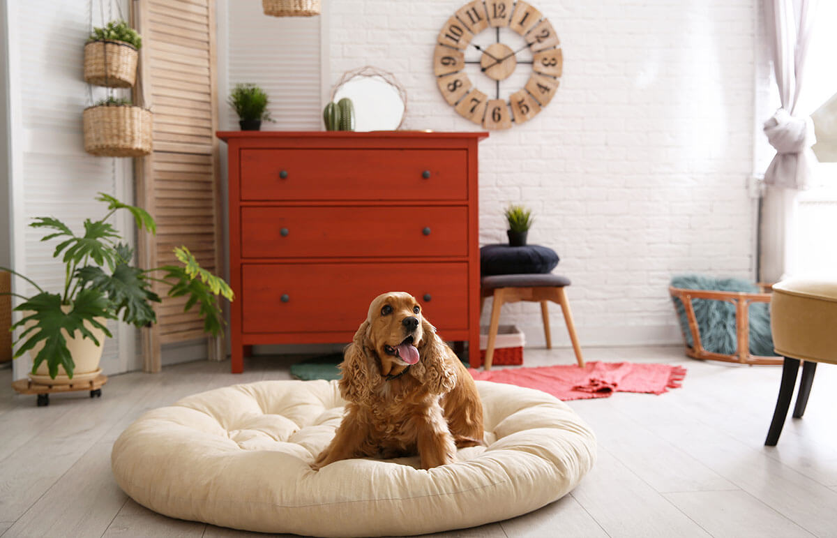 How to Transition a Dog With Anxiety to Their Safe Spot