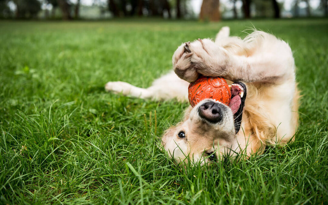 Benefits of the Toppl® Chew Toy for Anxious Pets