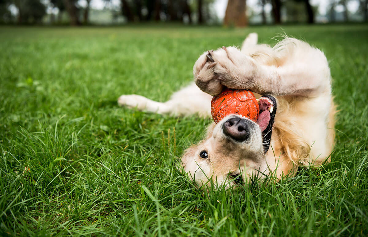 Benefits of the Toppl<span class="title-symbol">&reg;</span> Chew Toy for Anxious Pets