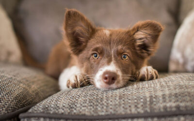 How to Prepare Your Anxious Pet for a Veterinary Visit