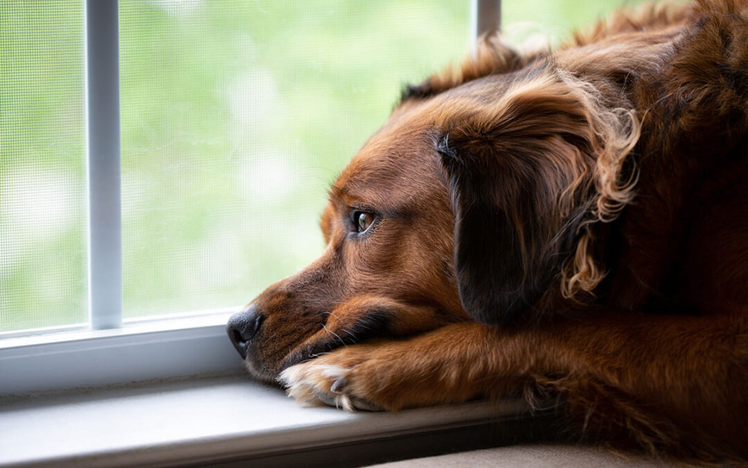 Training skills to decrease the level of distress for a dog with separation anxiety