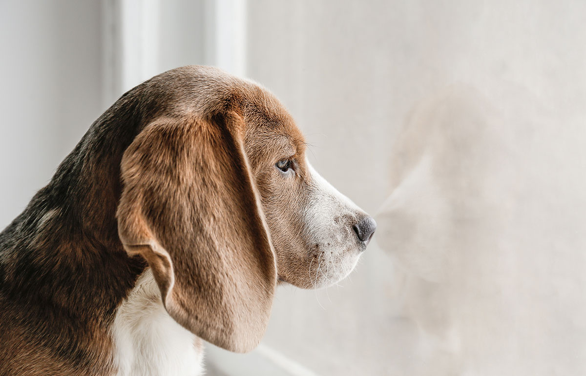 Overbonding or Separation Anxiety