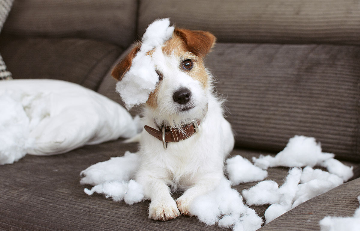 Separation Anxiety Clues