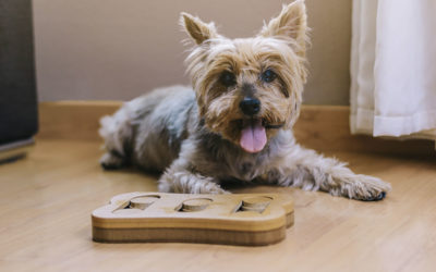 Treatment options and enrichment toys for dogs with separation anxiety