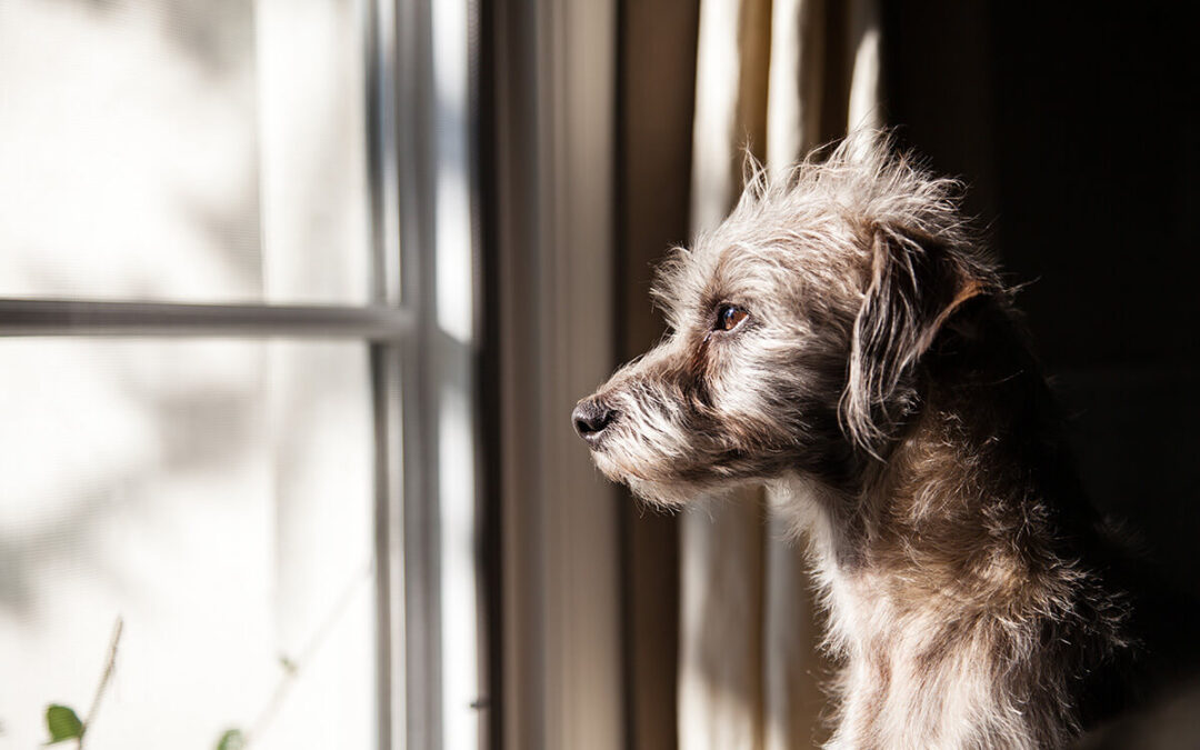 NEW! – Four facts about separation anxiety you probably didn’t know