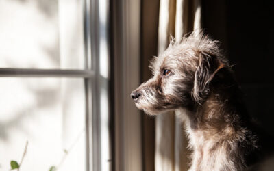 NEW! – Four facts about separation anxiety you probably didn’t know