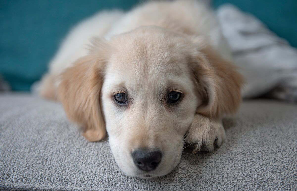 NEW! – Behavior myth busting with Dr. Lisa Radosta – 1