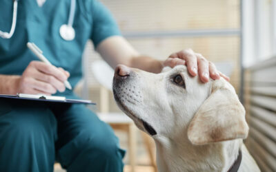 NEW! – Treating separation related problems in dogs